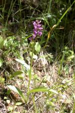 Dactylorhiza majalis (Rchb.) P.F.Hunt & Summerh. subsp. lapponica (Laest. ex Hartm.) H.Sund. ?<br/>Munții Ceahlău, drum forestier deasupra Poienii Stănile, 8 Jul 2011 © Adrian Schlesinger - public domain (<a href=https://creativecommons.org/publicdomain/zero/1.0/ target=_blank>CC0 1.0</a>)